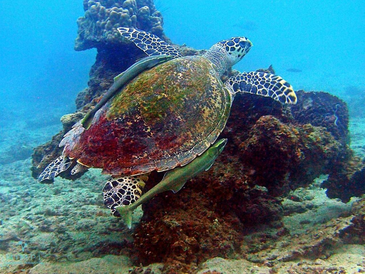 Mimpi Perhentian Hotell Kampong Pasir Hantu Eksteriør bilde